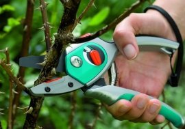 Lunar calendar of pruning trees on may 2022 year