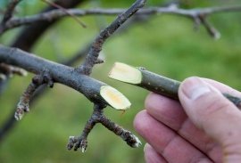 Lunar calendar of inoculating trees on march 2024 year