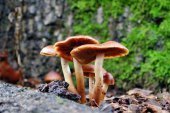 Collect mushrooms