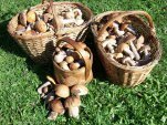 Collect mushrooms