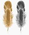 Feather (bird's)