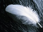 Feather (bird's)