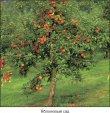 Apple, apple tree