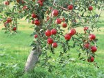 Apple, apple tree