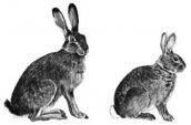 Hare rabbit