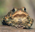 Toad, frog