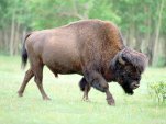 Bison