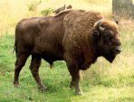 Bison