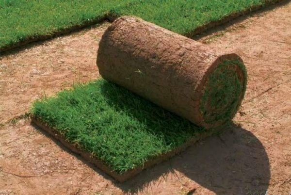 Planting a lawn