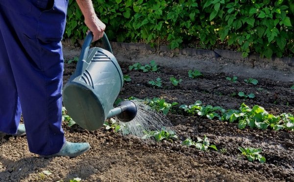 Garden work in June