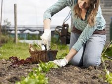 Garden work in June