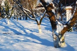 Garden work in January