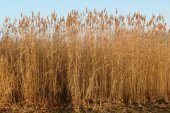 Reeds, reed