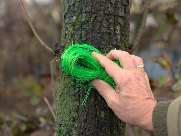 Spring care of the garden: whitewashing of trees