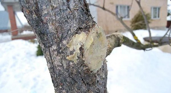 Spring care of the garden: whitewashing of trees
